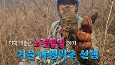 겨울 약초 산행, 도라지, 잔대, 더덕, 소경불알, 상황버섯 겨울 약초 산행 영상