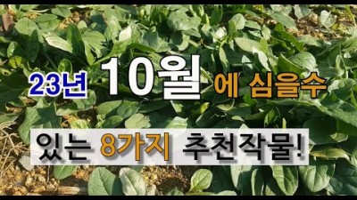 주말 농장 가을에 심는 작물, 10월에 심는 추위에 강한 작물(마늘, 양파, 상추, 미나리, 부추, 봄동배추, 쪽파, 시금치) 추천 작물 정보