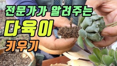 다육식물 키우는 방법, 다육이 종류 및 가정에서 다육이 키우는 방법