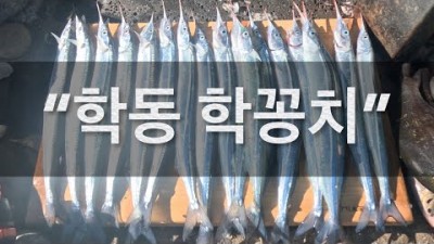 학꽁치 낚시 갈만한 곳, 거제도 학동 학꽁치 낚시 포인트 및 조황정보[출처:유튜버-고인물낚시]
