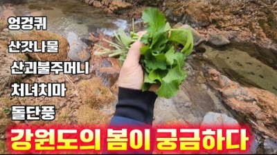 약초 산행, 엉겅퀴, 산갓나물, 산괴불주머니, 처녀치마, 돌단풍 산나물 약초 산행